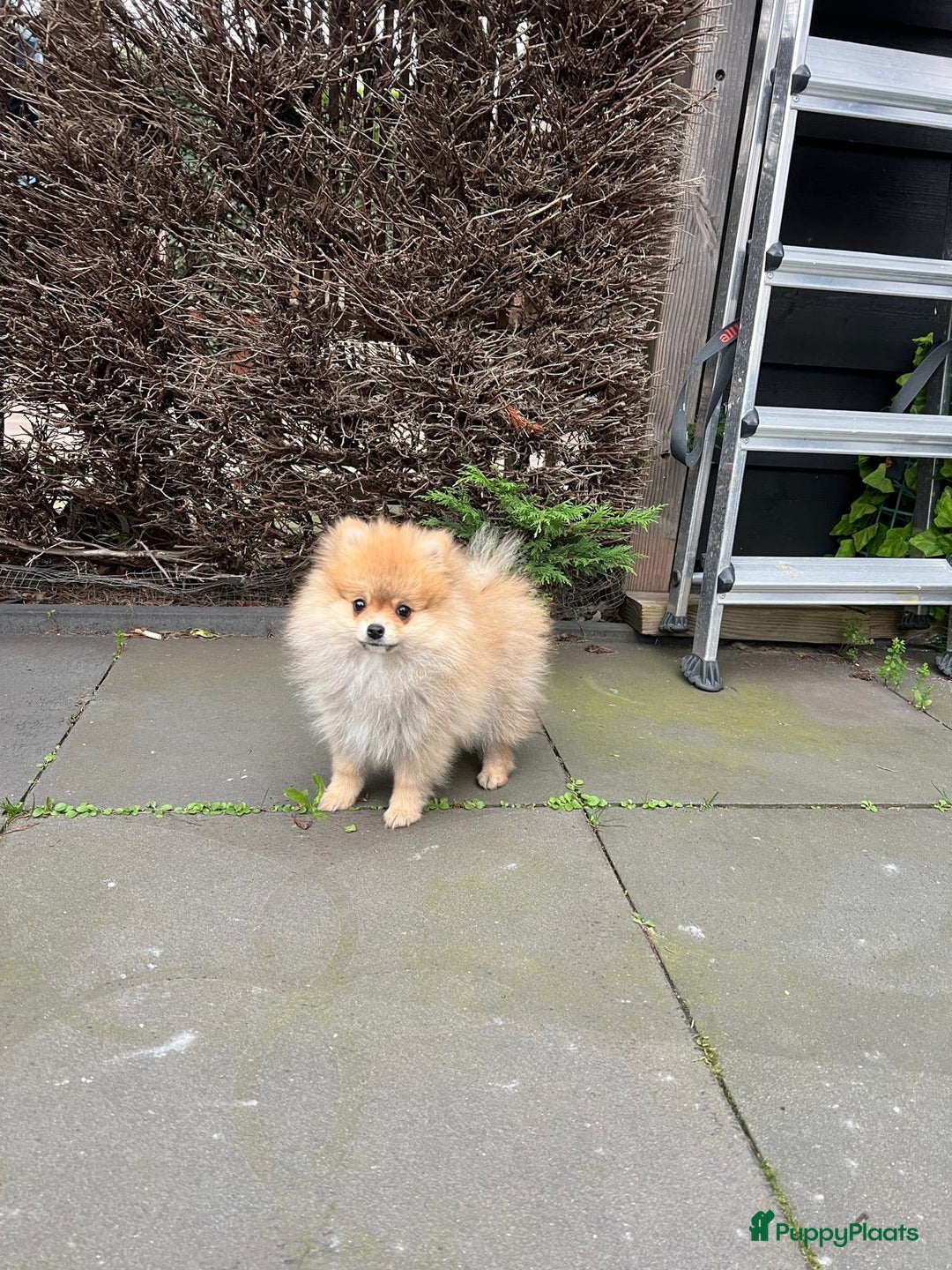 Pomeriaan honden te koop: Schattige Pomeranian reu pup – 3 maanden - Advertentie 6