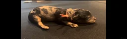 Dwergpoedel honden te koop: Prachtige dwergpoedelpups met exclusieve kleur! - Advertentie 18