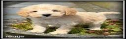 Maltipoo honden te koop: Maltipoo F1b pups - Advertentie 9