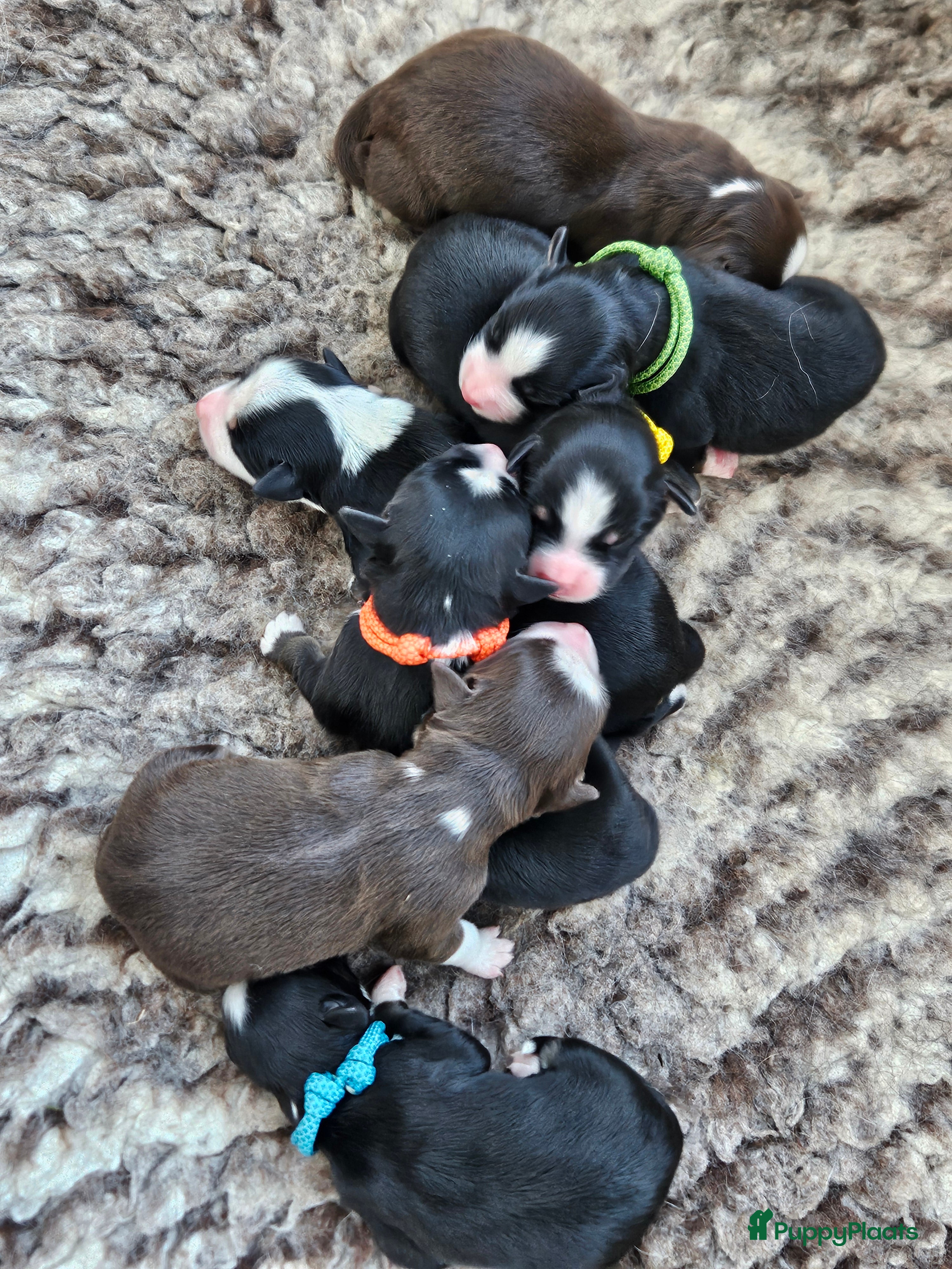 Australian Shepherd honden Mini Australian shepherd pups MAS - Advertentie 1