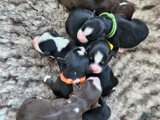 Australian Shepherd honden Mini Australian shepherd pups MAS - Advertentie 1