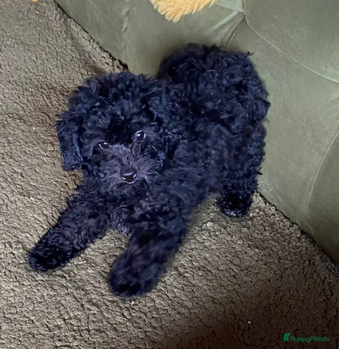 Poedel Toy honden te koop: Toy pups  - Afbeelding 4