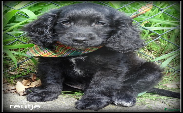 Cockapoo honden - Advertentie 8
