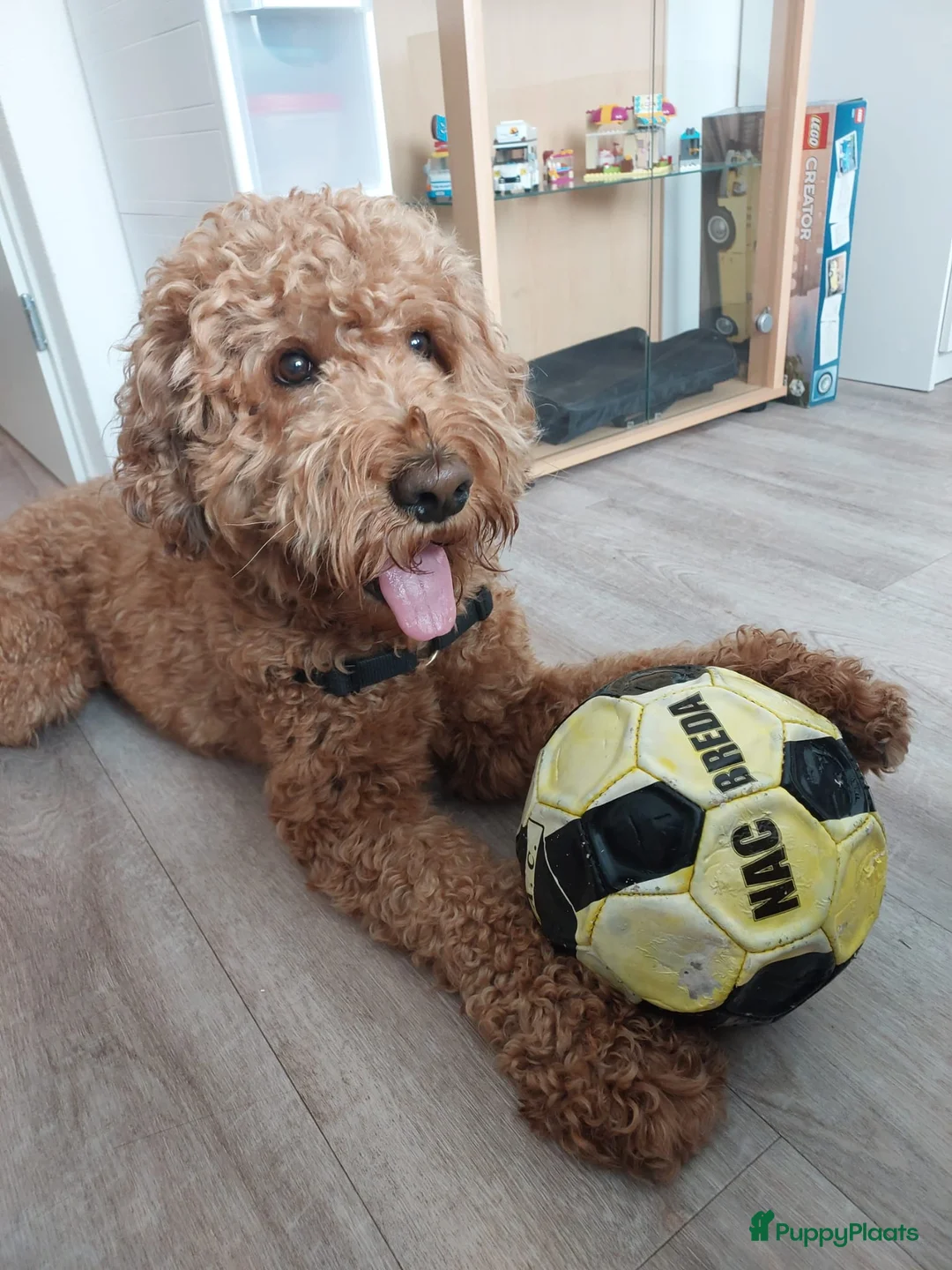 Labradoodle honden ter dekking: KNAPPE HALF AUSTRALIAN LABRADOODLE DEKREU PUK in Breda - Advertentie 25