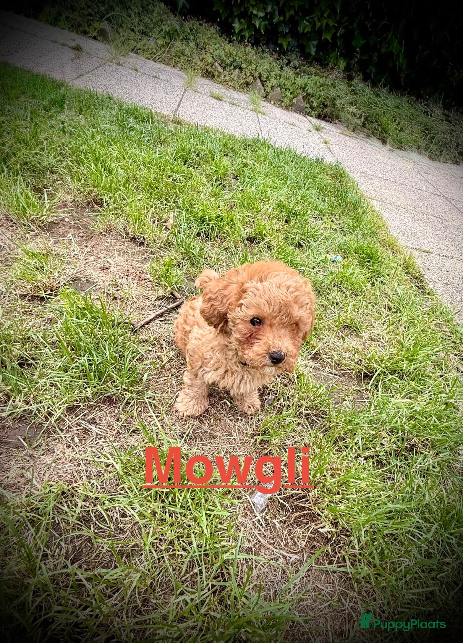 Poedel Toy honden wij mogen verhuizen nog 2 mooie teacup/toy poedels - Advertentie 2
