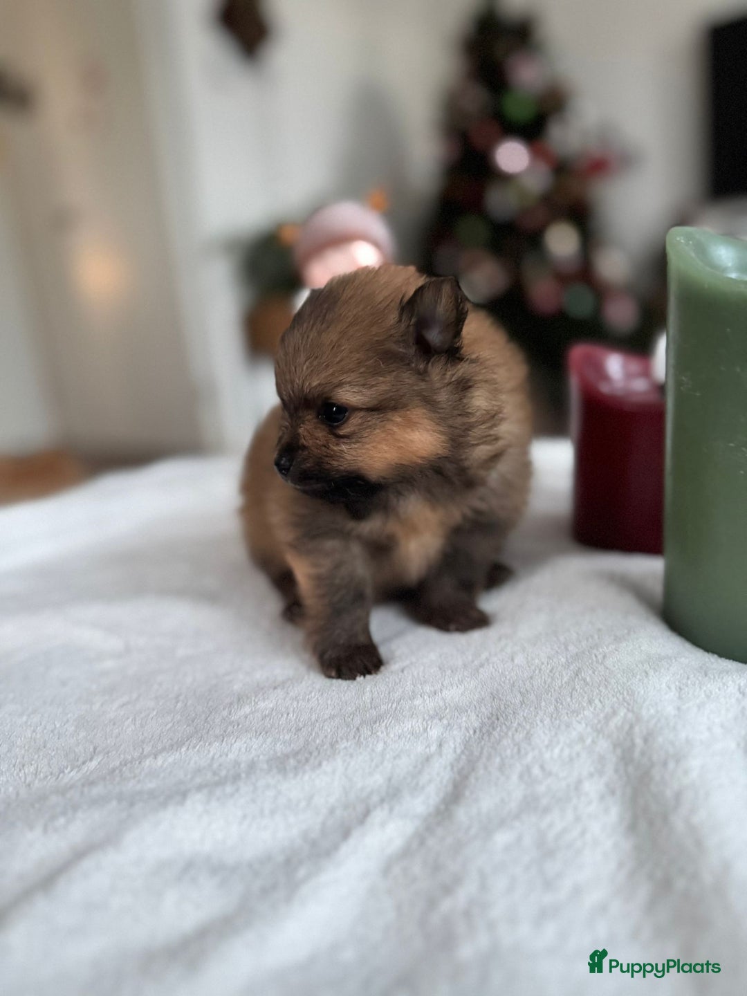 Pomeriaan honden te koop: Prachtige Pomeriaan pups  - Advertentie 3