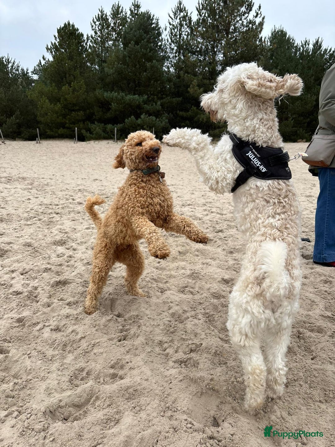 Australian Labradoodle honden te koop: Labradoodle medium ( Australian ) - Advertentie 9