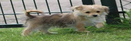 Morkie honden te koop: Leuk Morkie Teefje - Advertentie 7