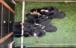 Berner Sennenhond honden te koop: Berner Sennen x Appenzeller pups te koop - Afbeelding 5