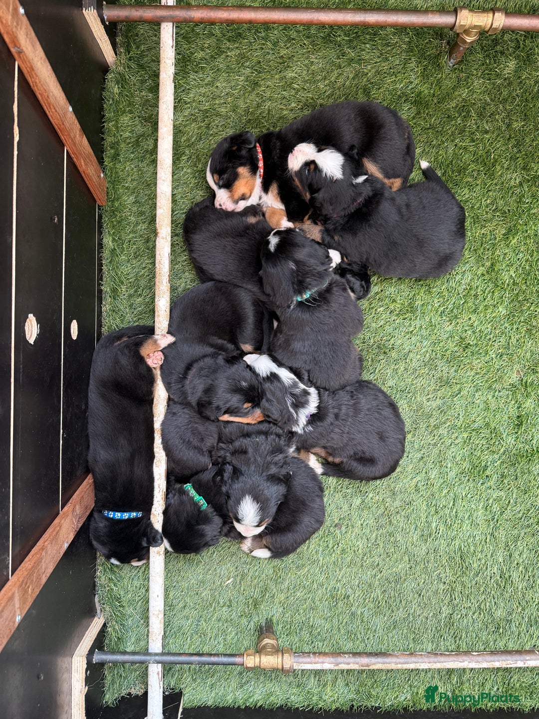 Berner Sennenhond honden te koop: Berner Sennen x Appenzeller pups te koop - Afbeelding 5
