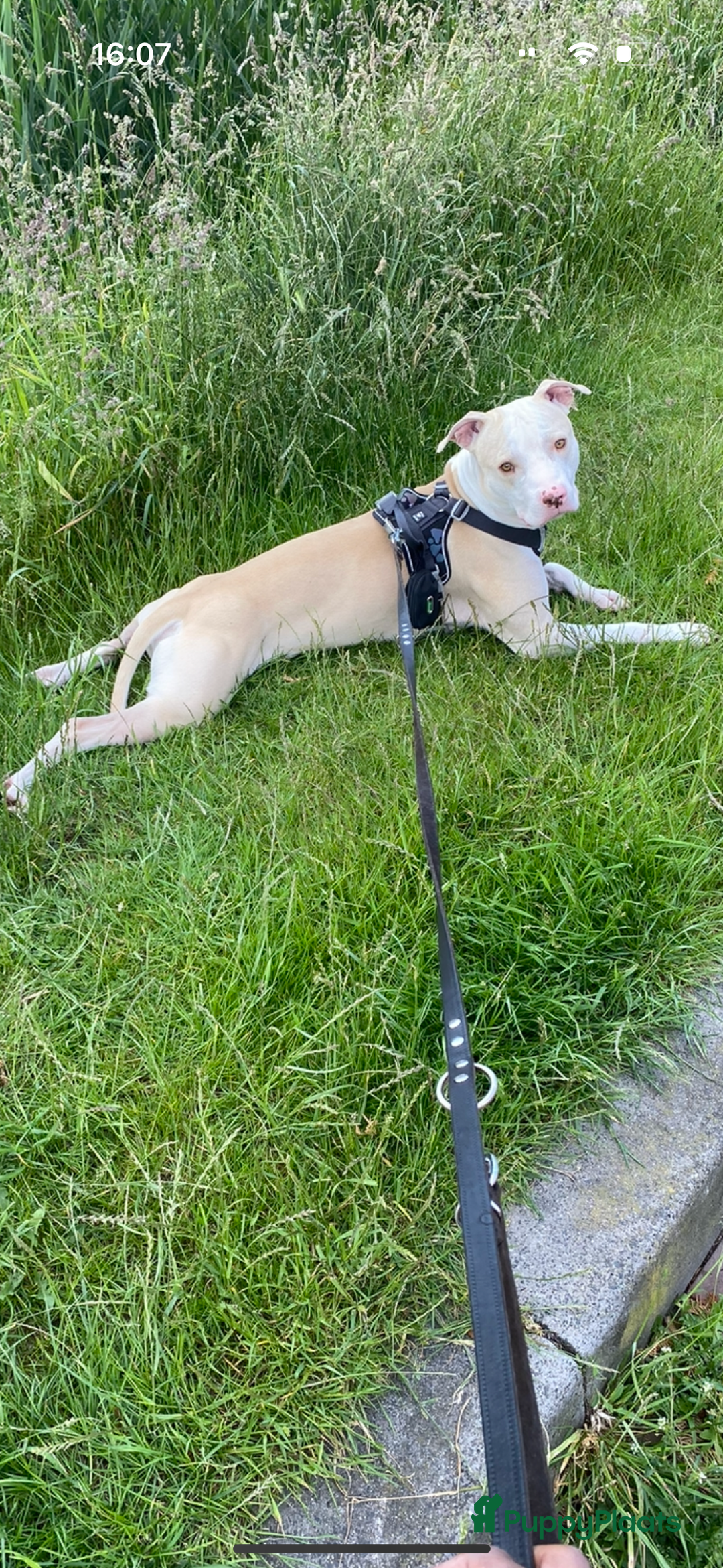 American Staffordshire Terriër honden ter dekking: Ik stel mijn lieve hond beschikbaar als dekreu - Afbeelding 3