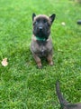 Mechelse Herder Puppy 3
