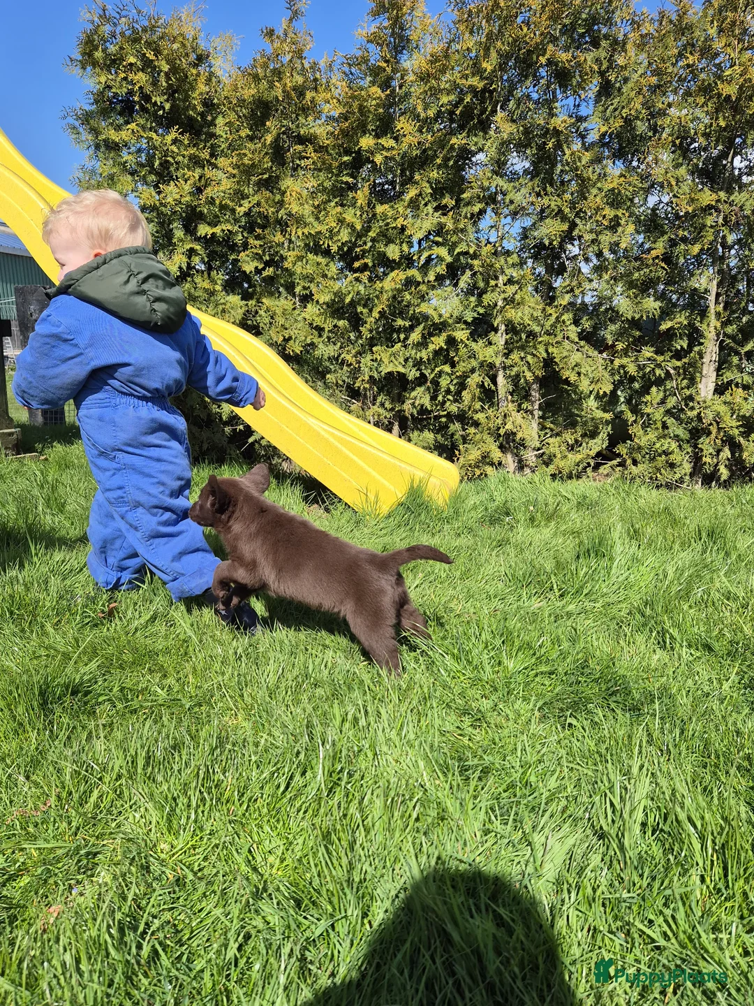 Labrador Retriever honden te koop: Hele lieve labrador pups met stamboom - Advertentie 5