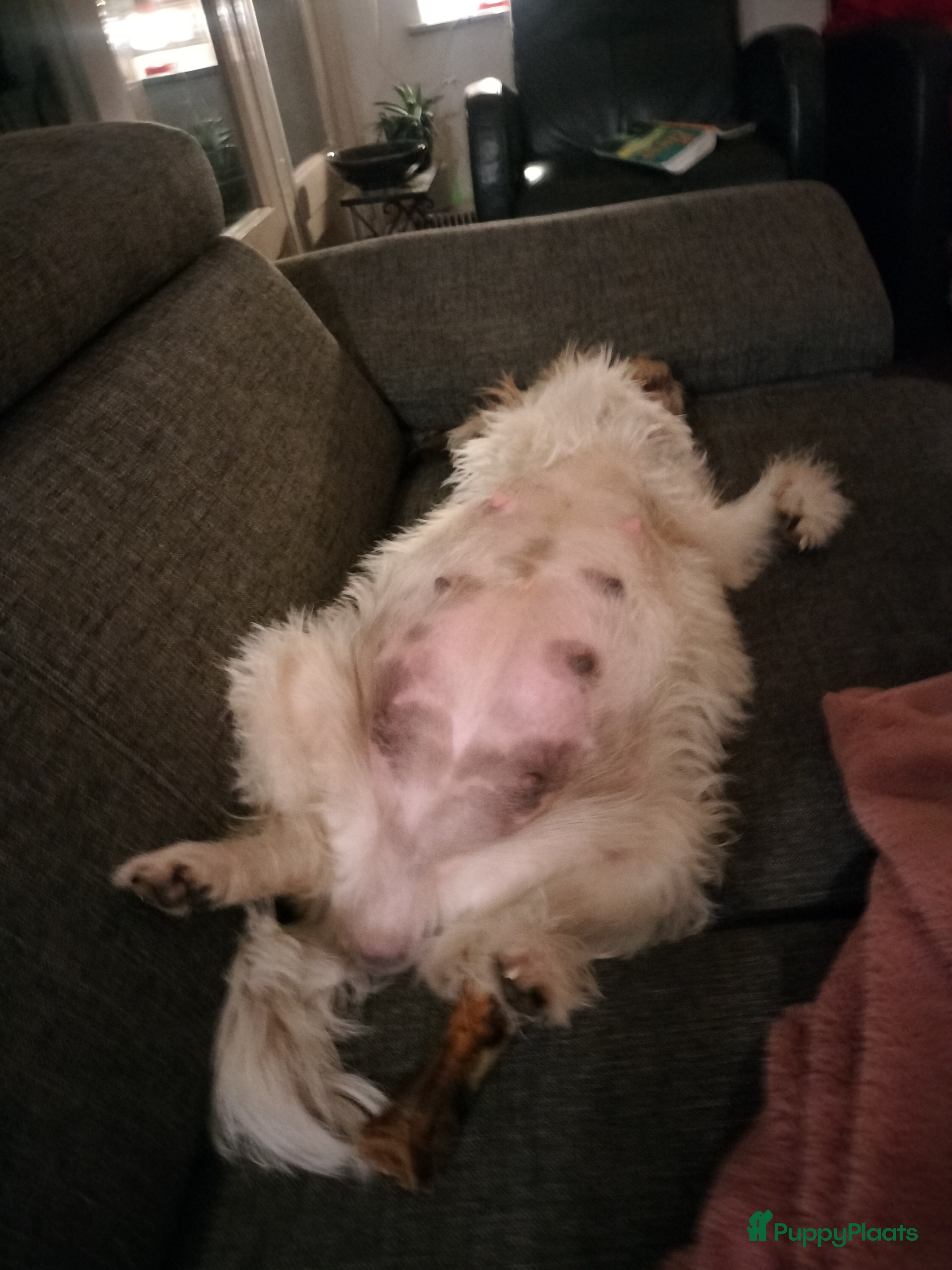 Kruising honden Tobekan pups Tibetaanse terrier x Cocker Spaniel  - Advertentie 2