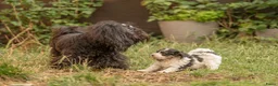 Kruising honden ter dekking: Uitgebreid geteste Boompoo dekreu  - Advertentie 16