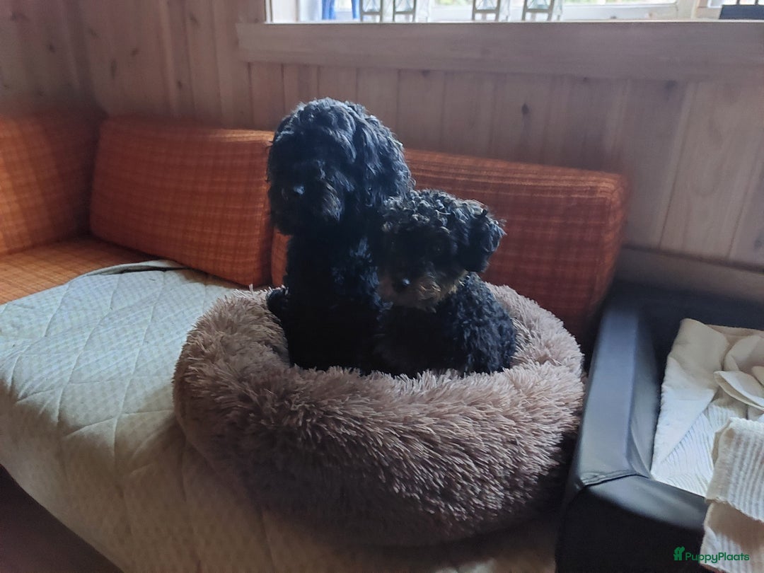 Cockapoo honden te koop: Kleine poedelpups met een vleugje cockapoo. - Advertentie 3