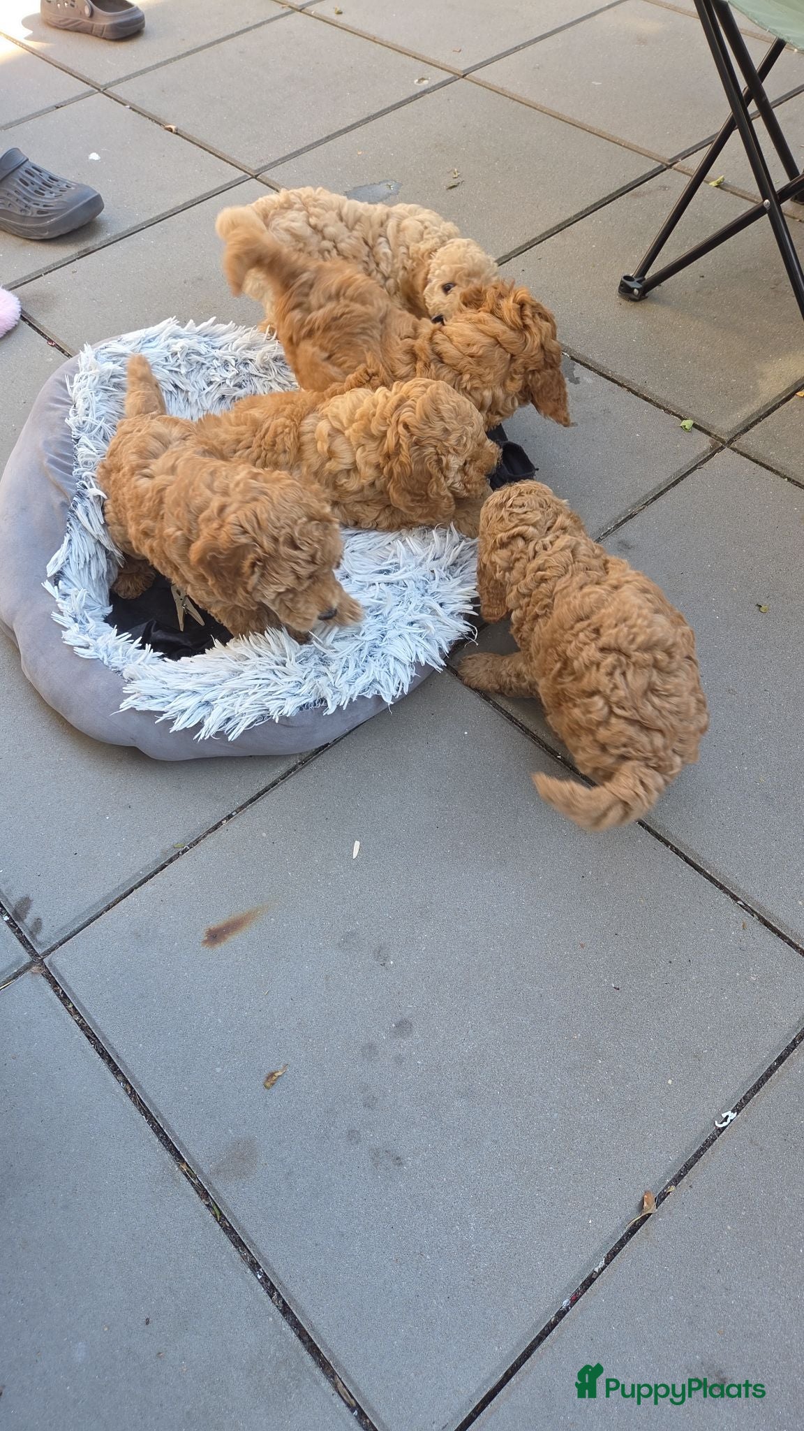 Poedel honden Een nieuw thuis voor onze puppy's. - Advertentie 3