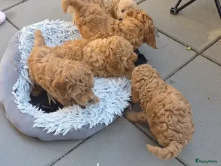 Poedel honden Een nieuw thuis voor onze puppy's. - Advertentie 3