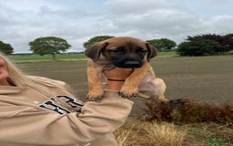 Boerboel honden te koop: 4 lieve boerboel + turkse kangal pups te koop - Afbeelding 3