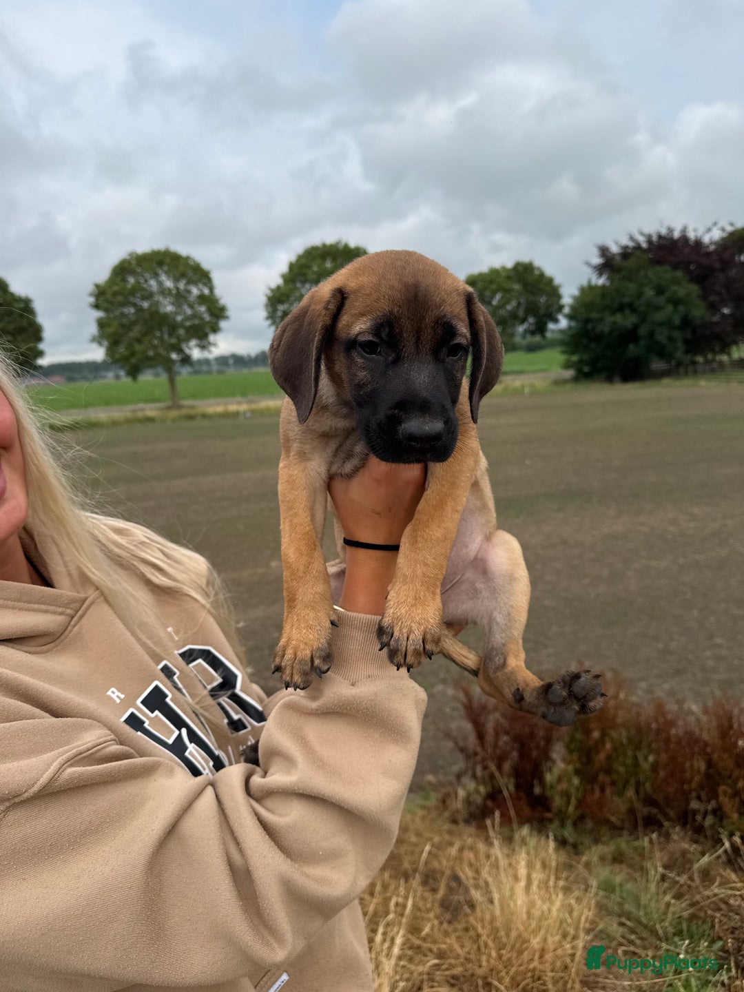 Boerboel honden te koop: 4 lieve boerboel + turkse kangal pups te koop - Afbeelding 3