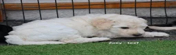 Labradoodle honden te koop: Poedel outcross pups | DNA-geteste ouderdieren - Advertentie 15