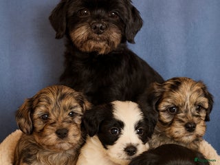 Kruising honden Mooie gezonde boomer pups.Maltezer maal Shih tzu - Advertentie 4