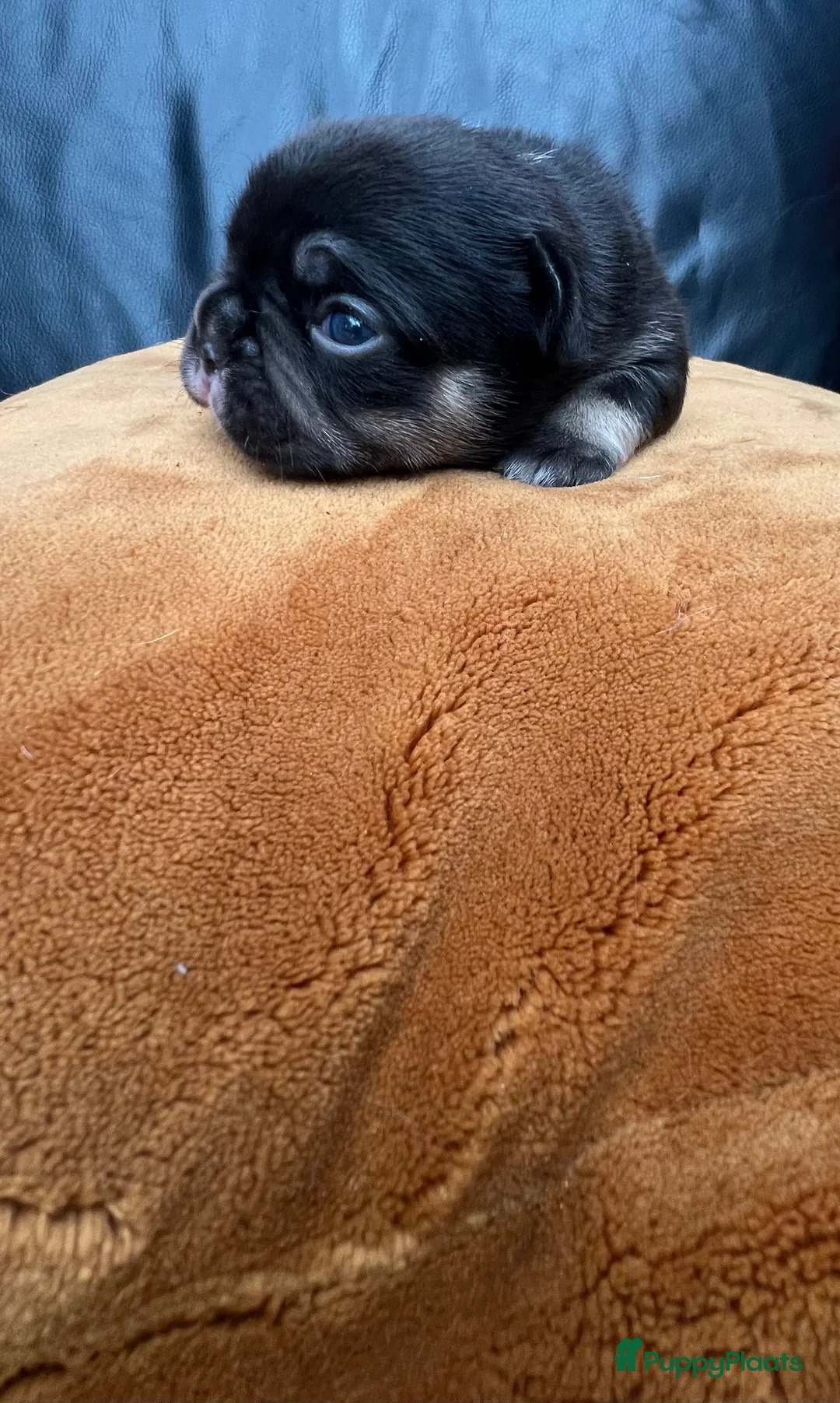 Franse Bulldog honden te koop: Franse Bulldog pups  - Advertentie 6