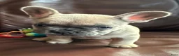 Franse Bulldog honden te koop: Franse Bulldog - Advertentie 8
