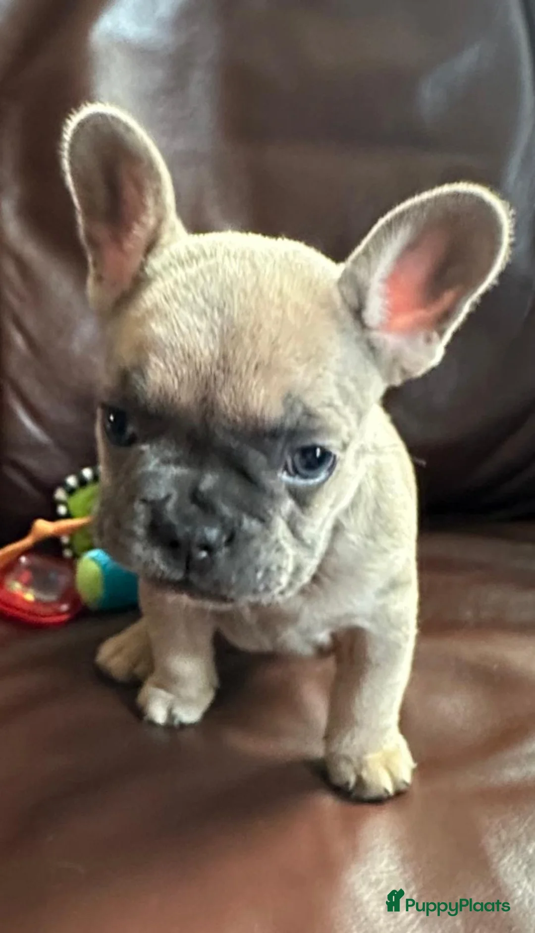 Franse Bulldog honden te koop: Franse Bulldog - Advertentie 8