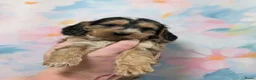 Cockapoo honden te koop: COCKAPOO-PUPPY’S 2 REUTJES & 1 TEefJE BESCHIKBAAR! in Amsterdam - Advertentie 5