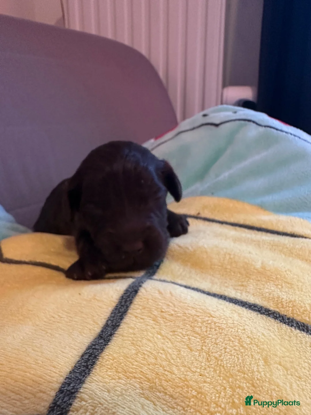 Labradoodle honden te koop: Australian Labradoodle pups  - Advertentie 2