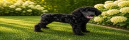 Labradoodle honden te koop: Poedel outcross pups | DNA-geteste ouderdieren - Advertentie 20