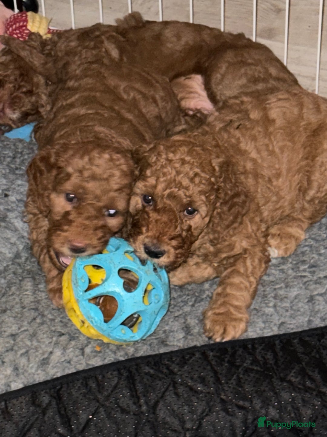 Goldendoodle honden te koop:  Prachtige F3 Doodle Pups van Roos & Sem - Advertentie 14