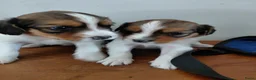 Kooikerhondje honden te koop: Kooikerpup te koop - Advertentie 3
