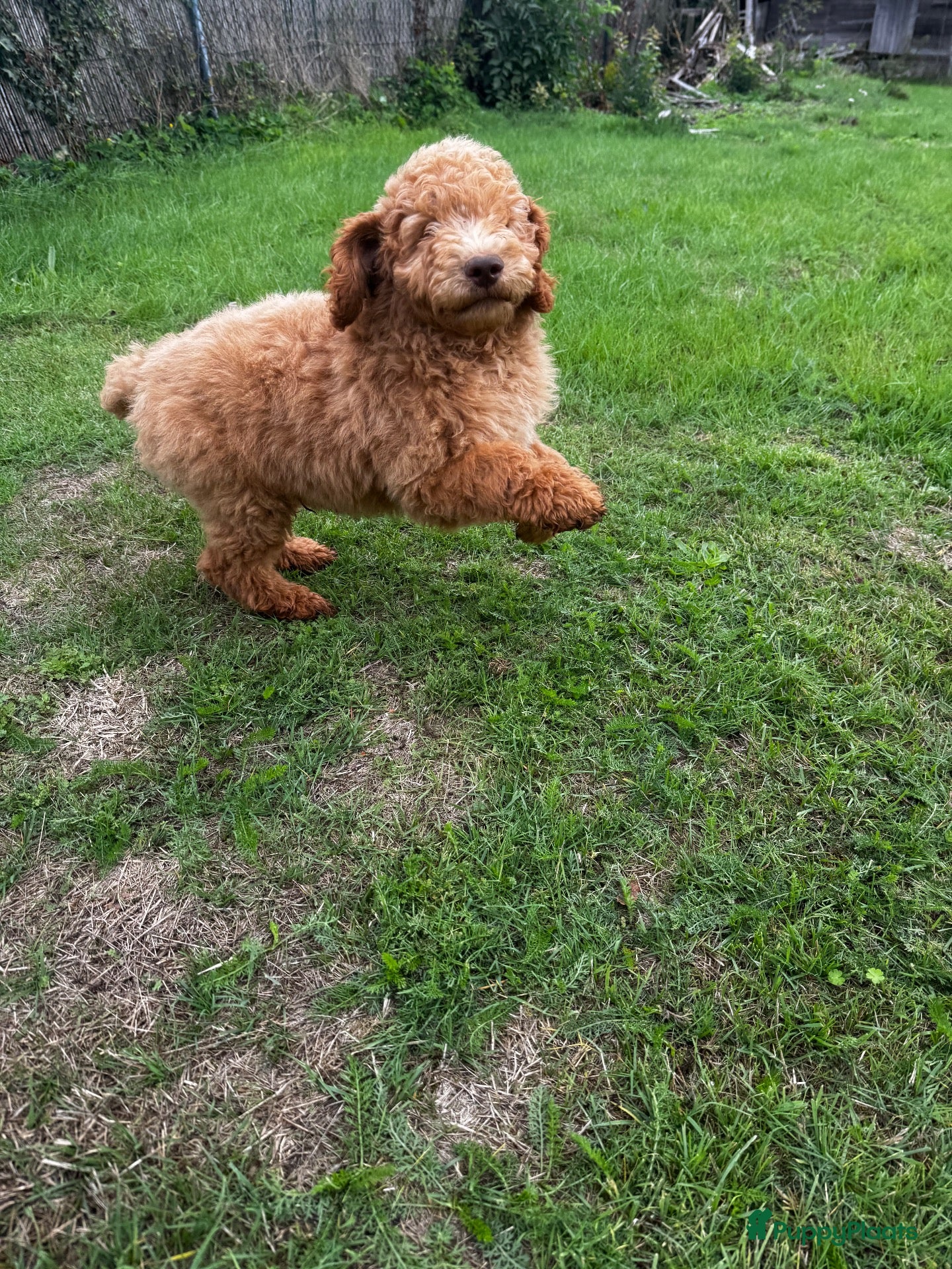 Labradoodle honden Enthousiaste Labradoodle reu - Advertentie 1