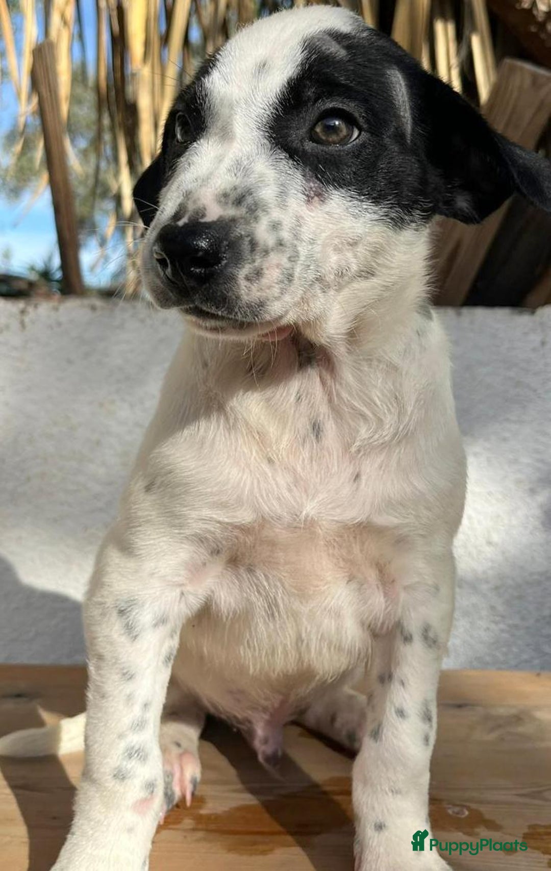 Kruising honden ter adoptie: Gunter zoekt een  vriendje voor het leven  - Advertentie 3