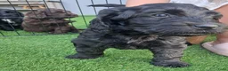 Kruising honden te koop: Prachtige Australian Labradoodle alf1 pups  - Advertentie 7