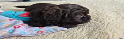 Kruising honden te koop: Lieve mini boompoo  - Advertentie 8