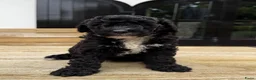Labradoodle honden te koop: Medium Labradoodle puppy's - Advertentie 3