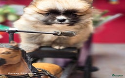 Pomeriaan honden te koop:  Te koop: Pomeranian pups met FCI-stamboom  - Afbeelding 10