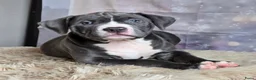 Amerikaanse Bully honden te koop: American Bully XL met ABKC stamboom  - Advertentie 7