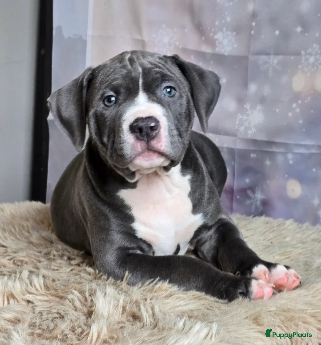 Amerikaanse Bully honden te koop: American Bully XL met ABKC stamboom  - Advertentie 7