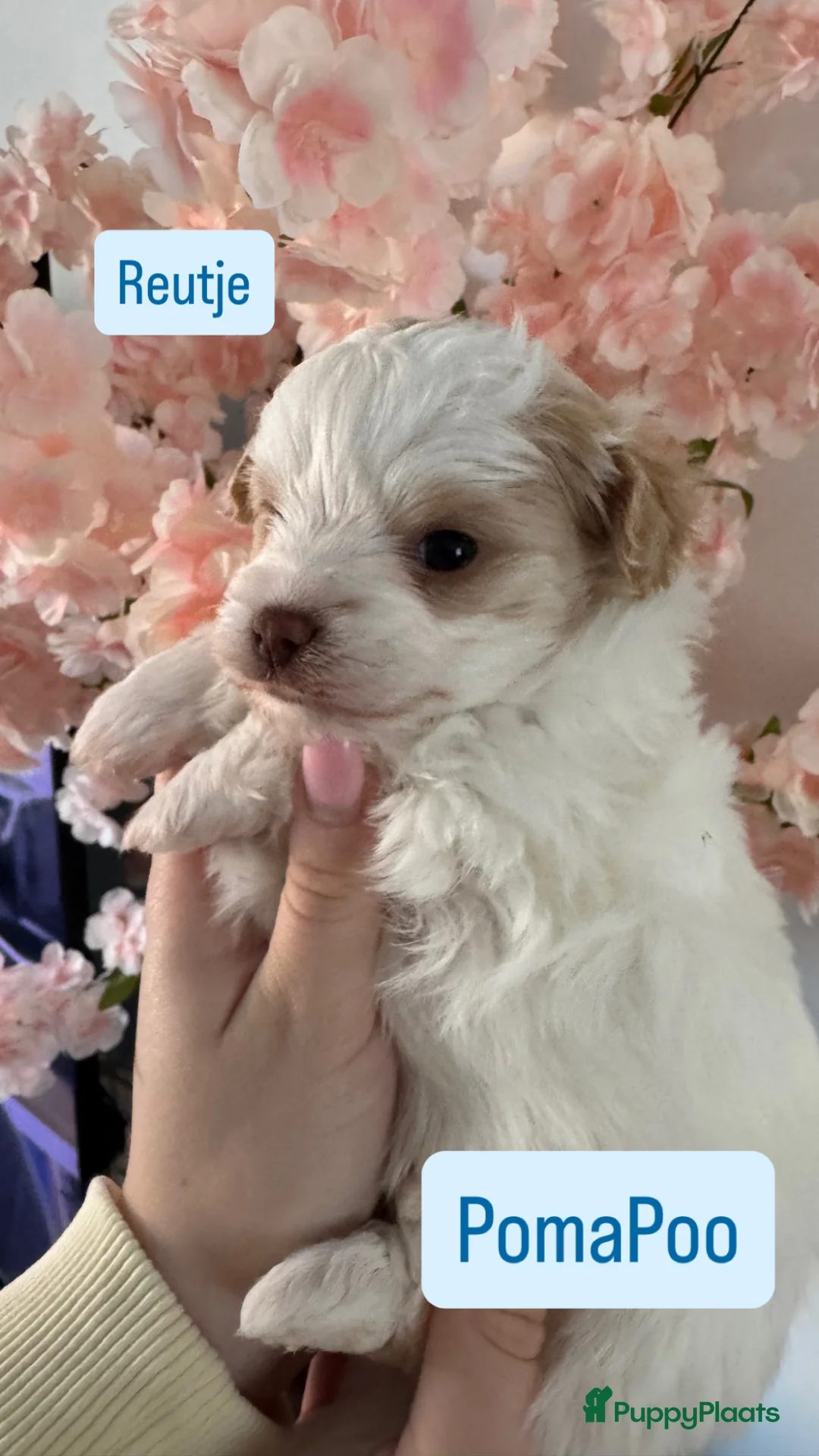 Kruising honden te koop: Uniek nestje kleine Pomapoo pups 🥰  - Advertentie 2