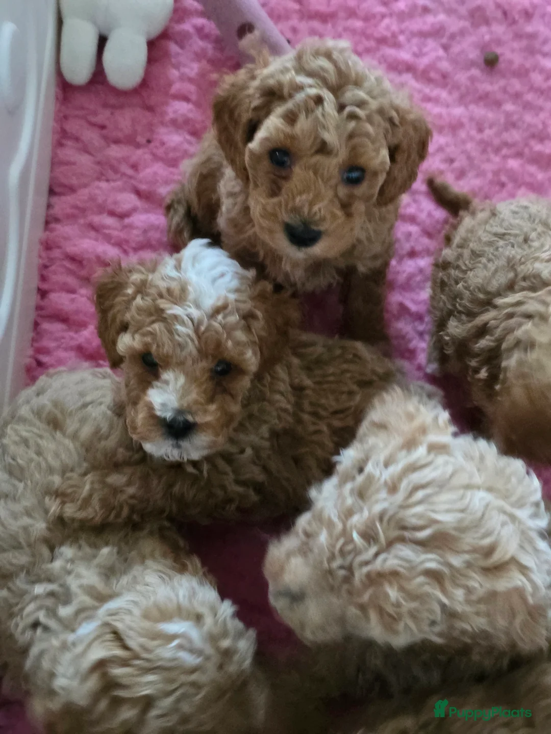 Maltipoo honden te koop: Mooie Maltipoo / toy poedel pup pups - Advertentie 20
