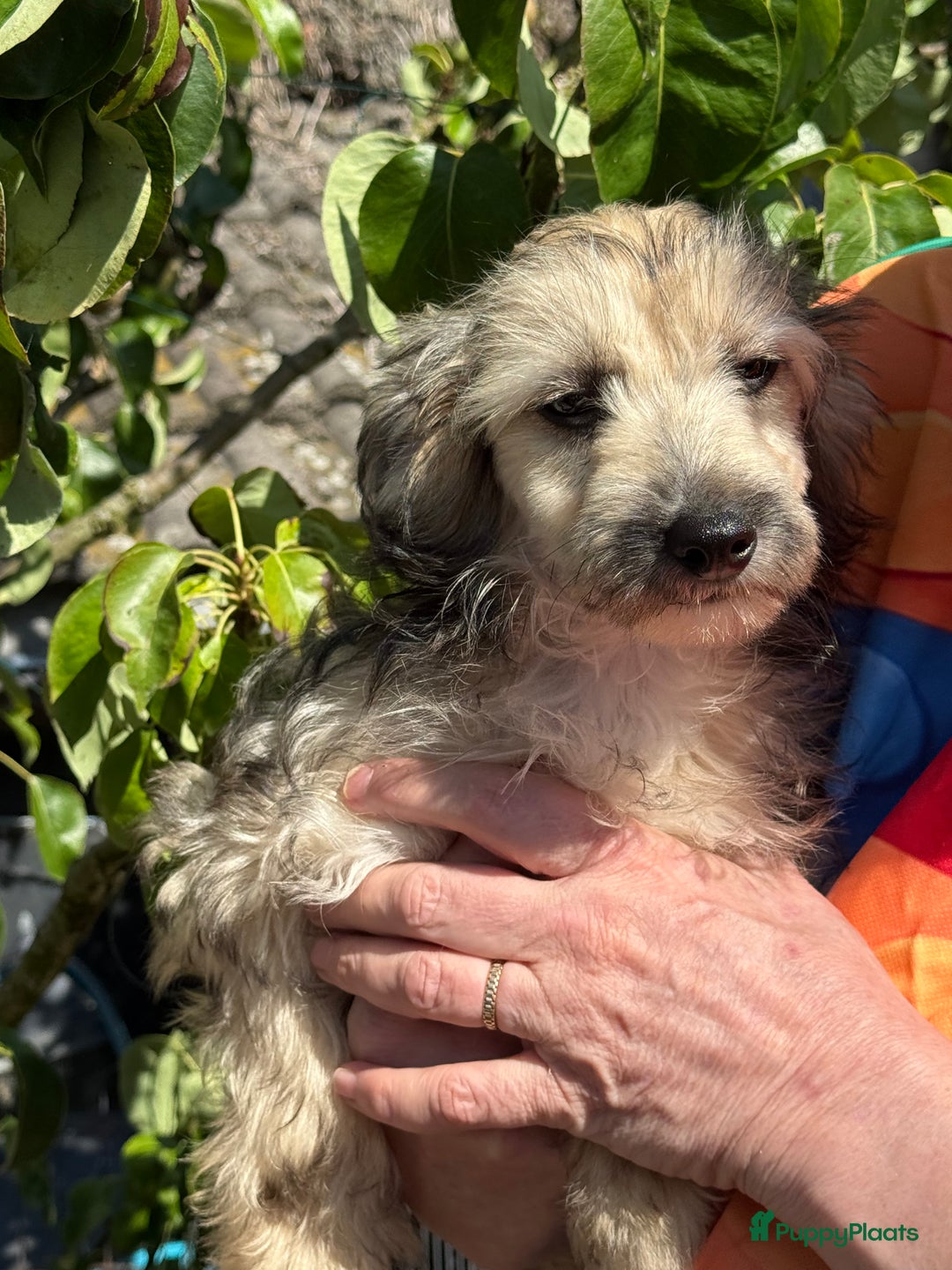 Chinese Naakthond honden te koop: Mooie powder puff jongen - Afbeelding 9