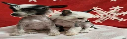 Chinese Naakthond honden te koop: Prachtige Chinese Naakthond & Powderpuff pups - Advertentie 4