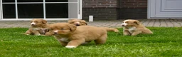 Nova Scotia Duck Tolling Retriever honden te koop: Nova Scotia Duck Tolling Retriever pups # Toller - Advertentie 26