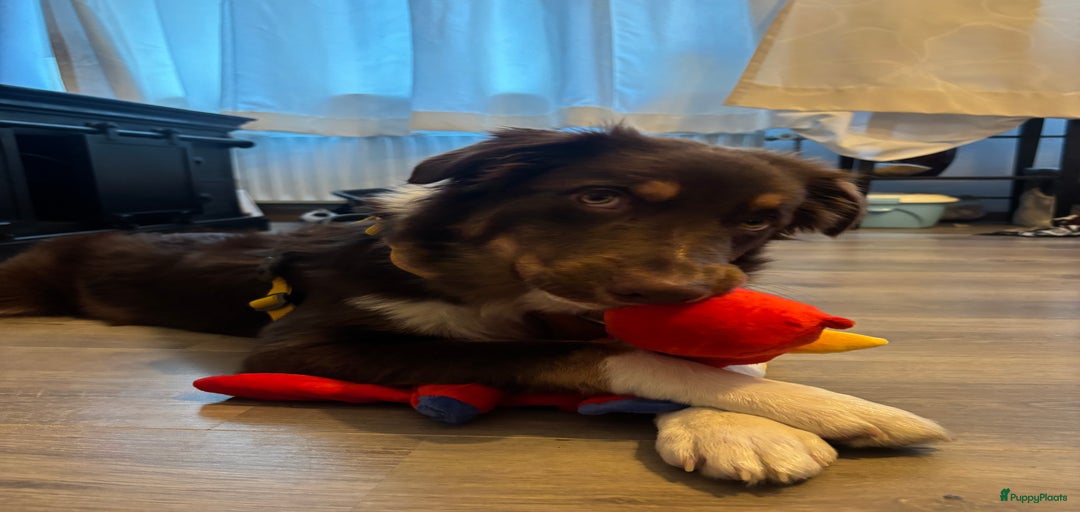 Galerij afbeelding {{count}}