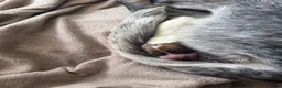 Kruising honden te koop: Cattle-Jack pups te koop - Advertentie 7