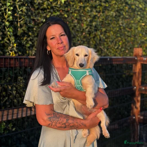 Galerij afbeelding {{count}}